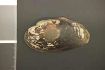 Media type: image;   Malacology 37044 Description: Preserved specimen.;